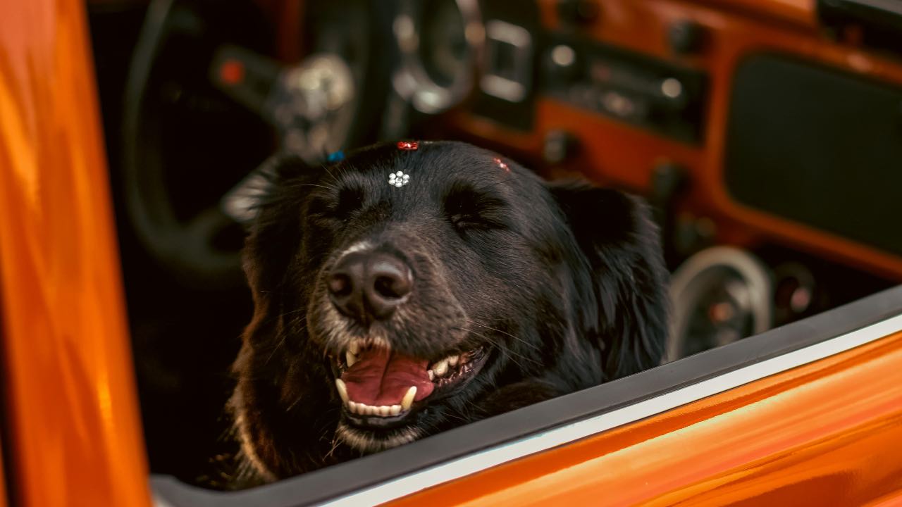 Cane in auto - pexels - automotore