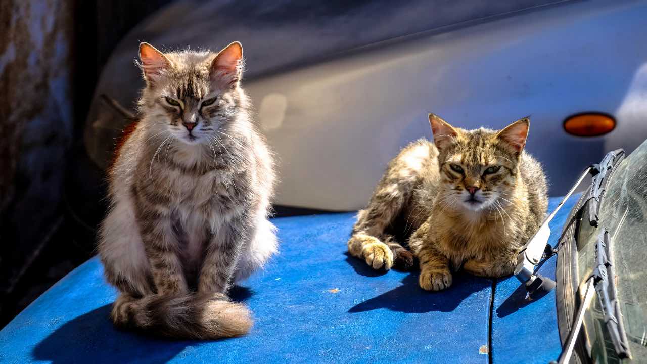 gatti - pexels- automotore