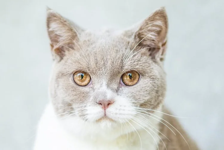 gattino - automotore